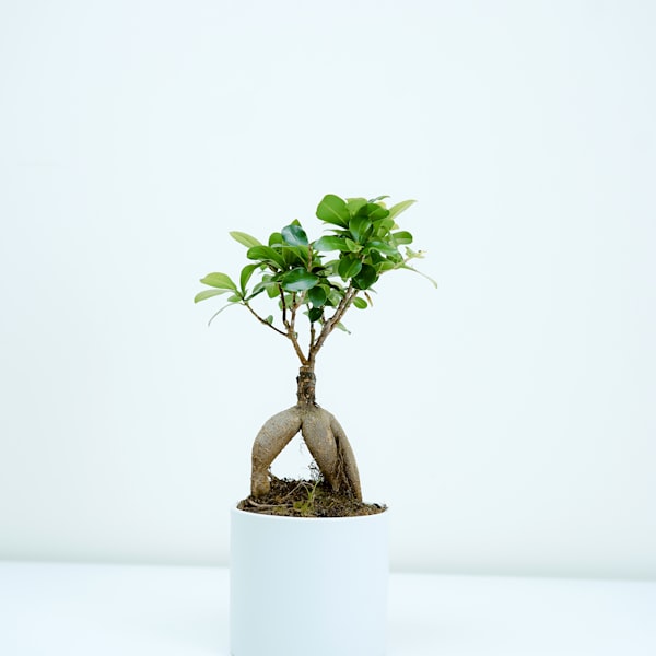 أناقة الأوركيد